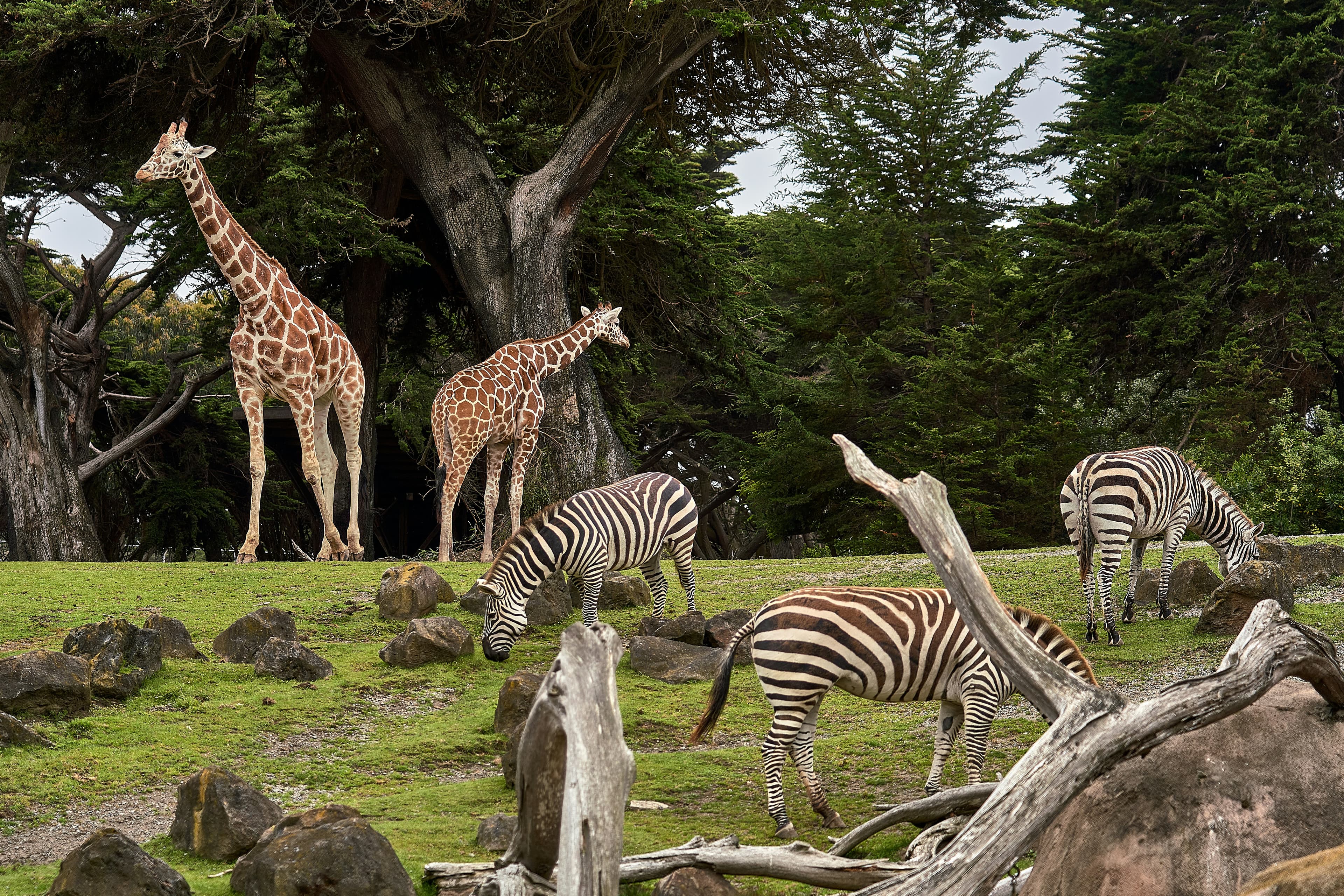 Dallas Zoo - Wild Adventures Fall Break Camps